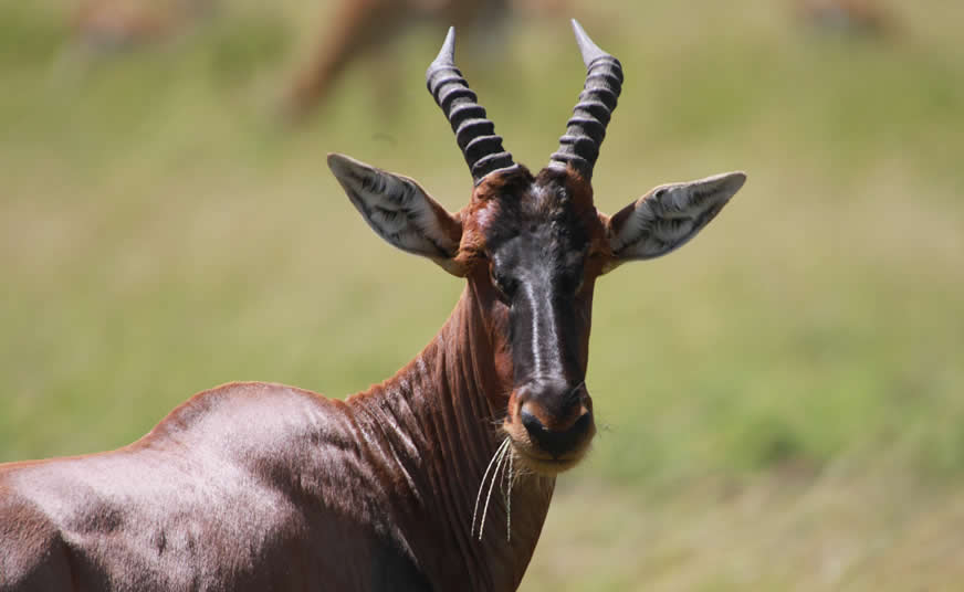 Best Time to Visit Kenya