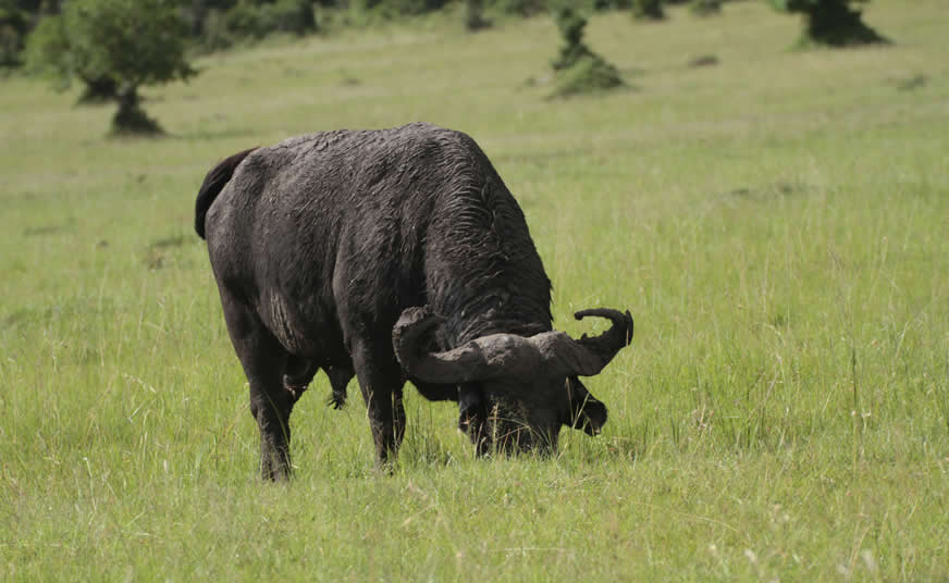 The Big Five of Kenya: Where to Find Them