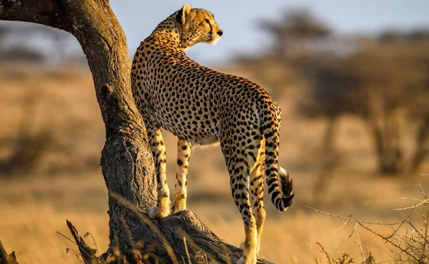 Classic Wildlife Safaris