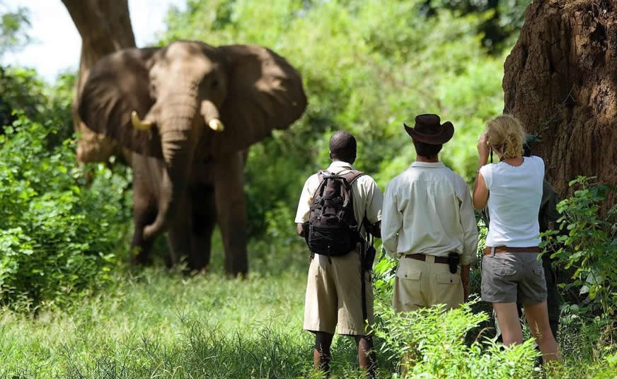 Mountain and Hiking Safaris