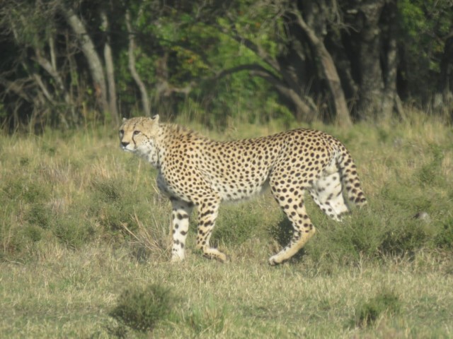 Cheetah Prowling