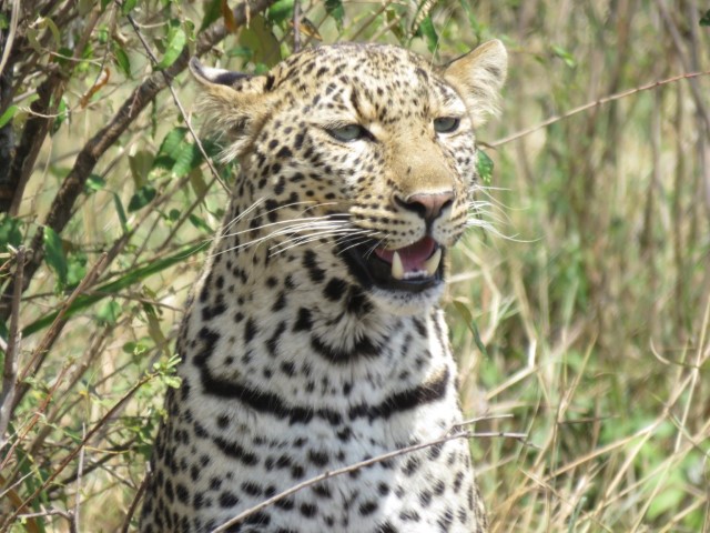 Leopard on the lookout