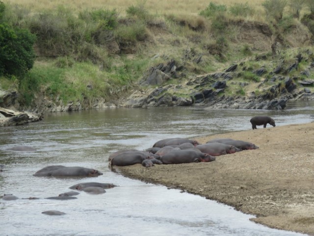 Mara River Hippos