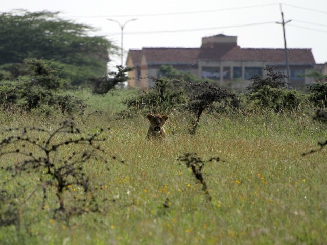 Topi at Dusk