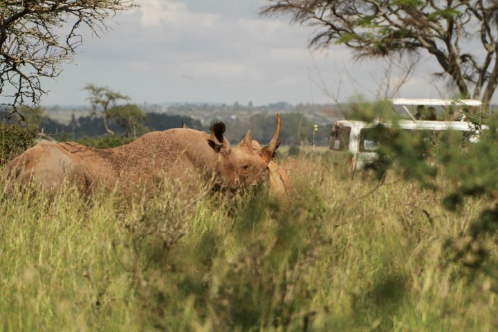 Topi at Dusk