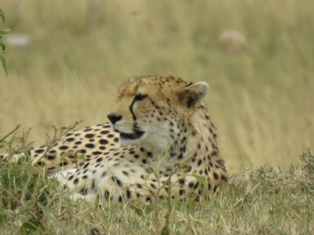 Resting Cheetah