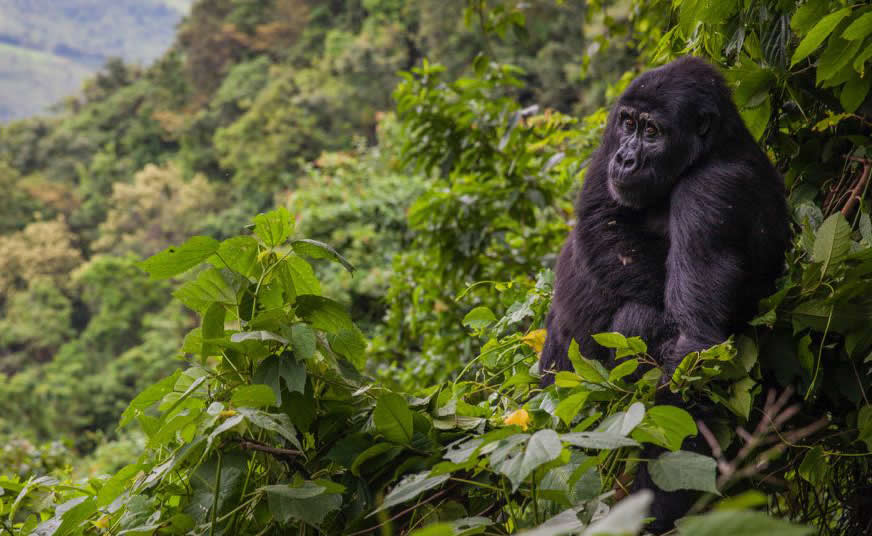 Bwindi Impenetrable National Park