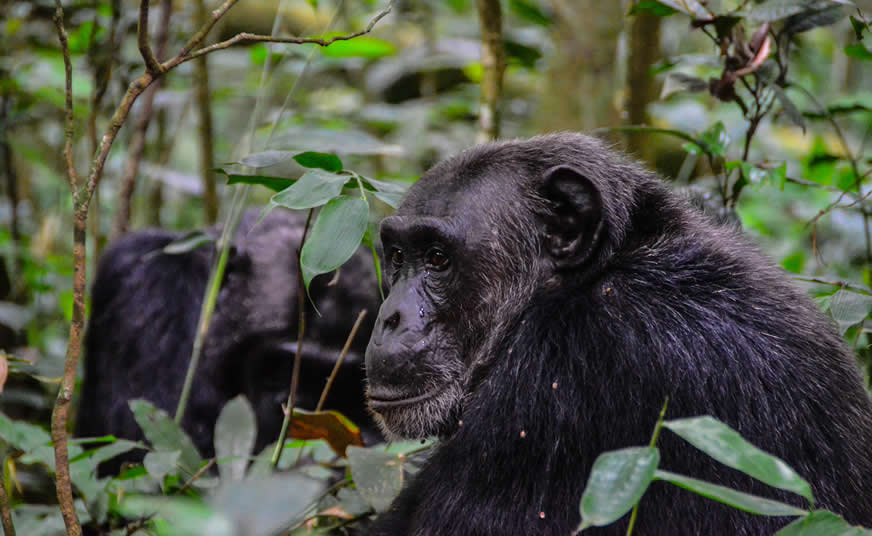 Kibale National Park