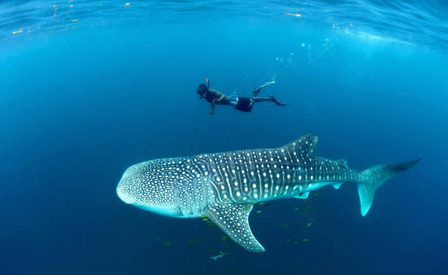 Mafia Island Marine Park