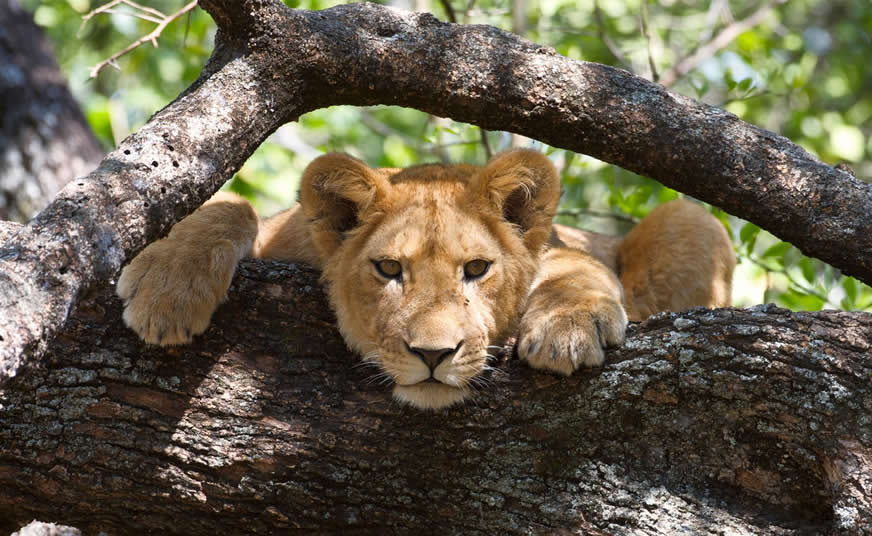 Lake Manyara National Park