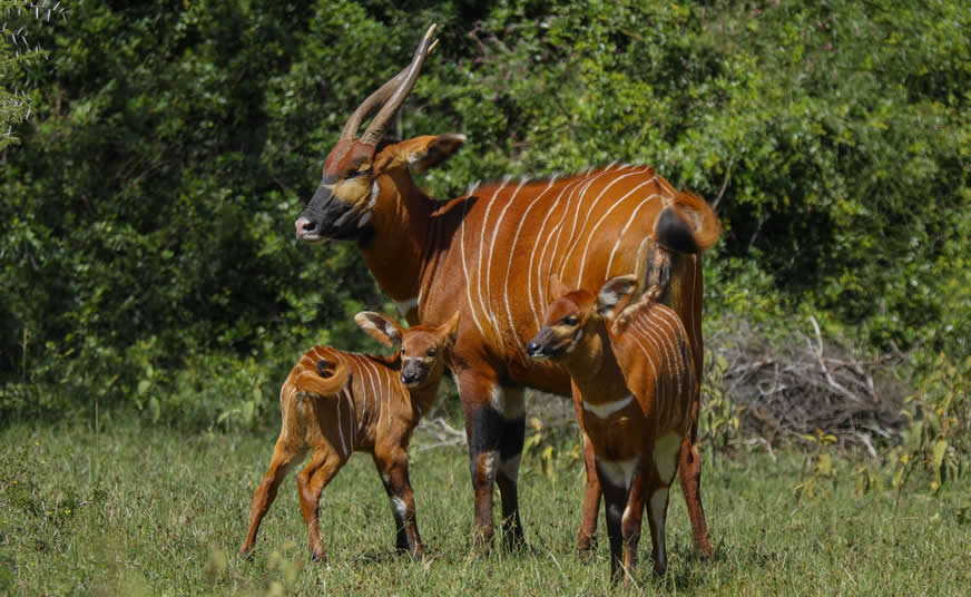 Mount Kenya National Park