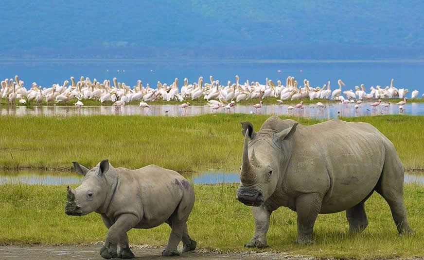 Lake Nakuru National Park