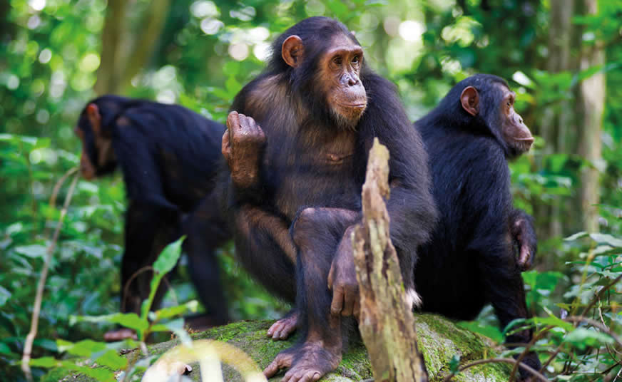 Nyungwe Forest National Park