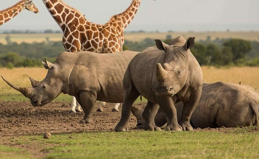 Ol Pejeta Conservancy
