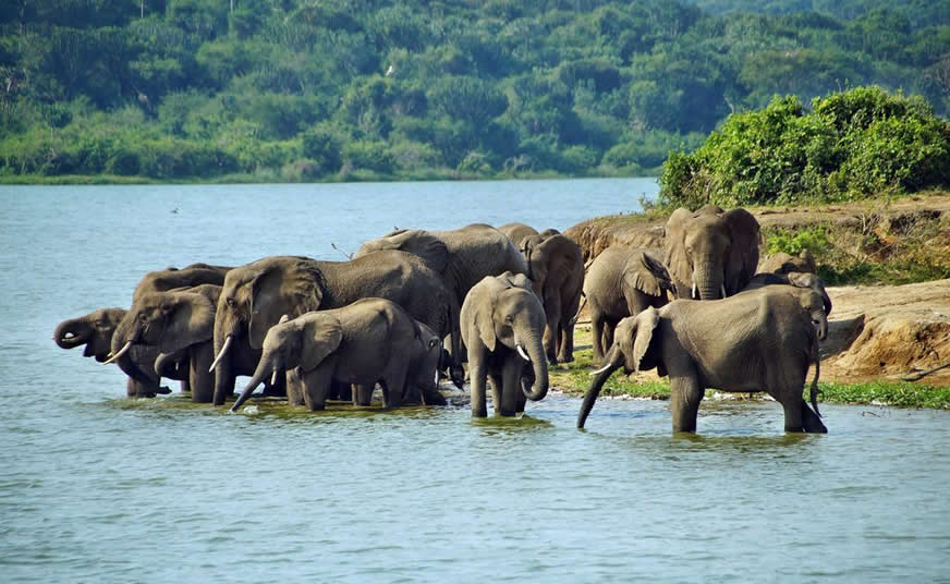 Queen Elizabeth National Park