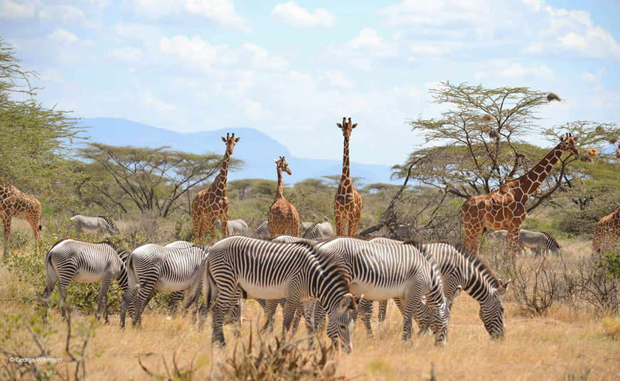 Samburu National Reserve