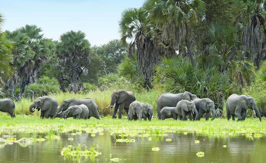 Selous Game Reserve (Nyerere National Park)
