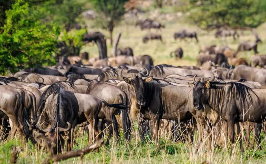 Serengeti National Park