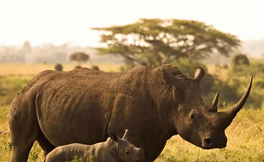 Ziwa Rhino Sanctuary