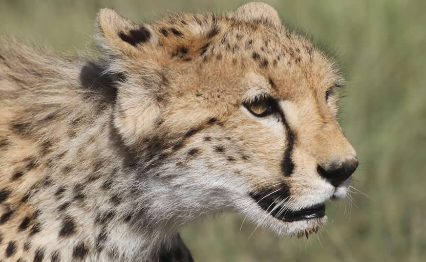 Best of Kenya Safari