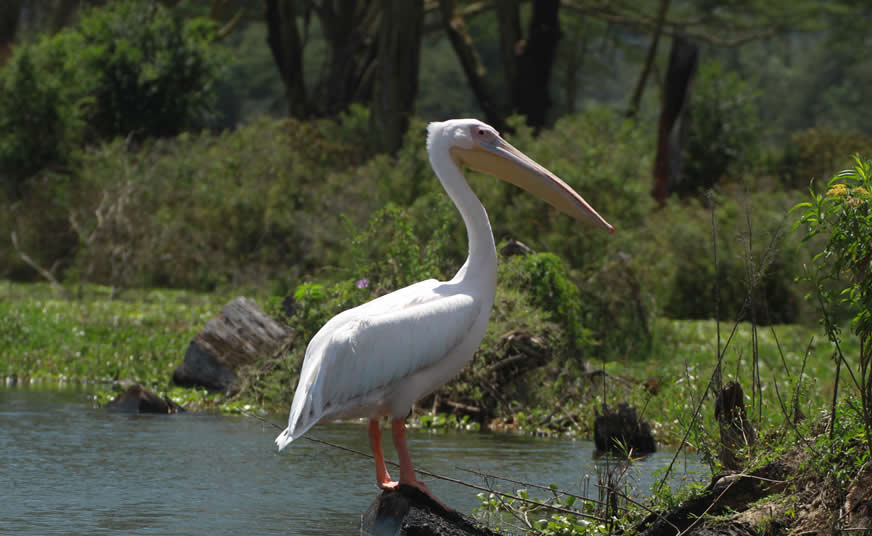Lake Naivasha and Lake Nakuru Birding Tour