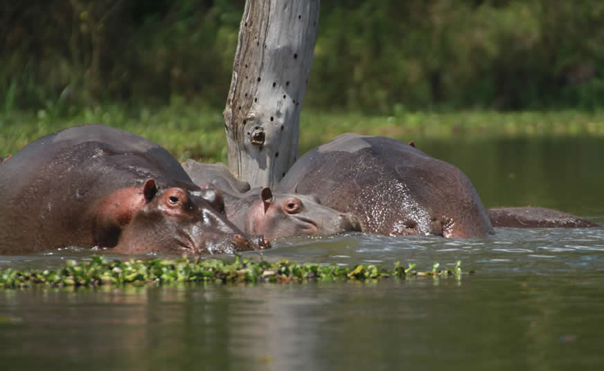 Nairobi and Naivasha Family Escape