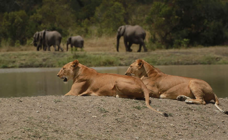 Ol Pejeta Conservation Safari