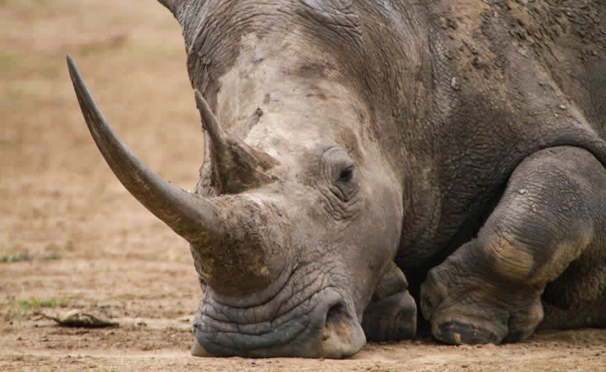 Family Wildlife Adventure