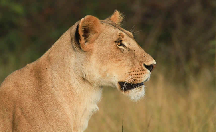 Masai Mara and Lake Nakuru Safari