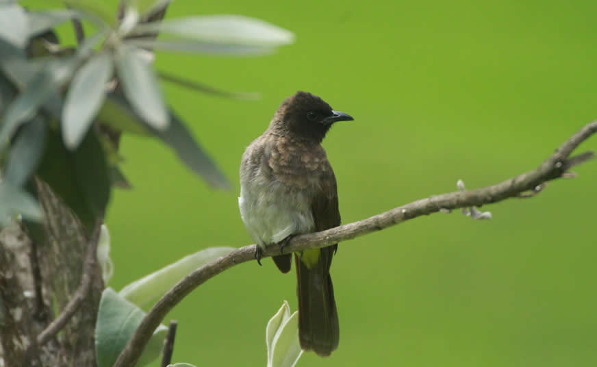 Rift Valley Birding Safari