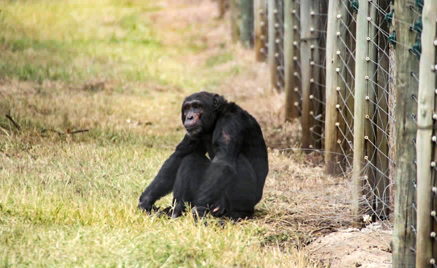 Conservation Safari Experience