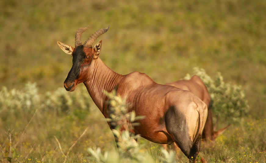 Kenya Classic Safari