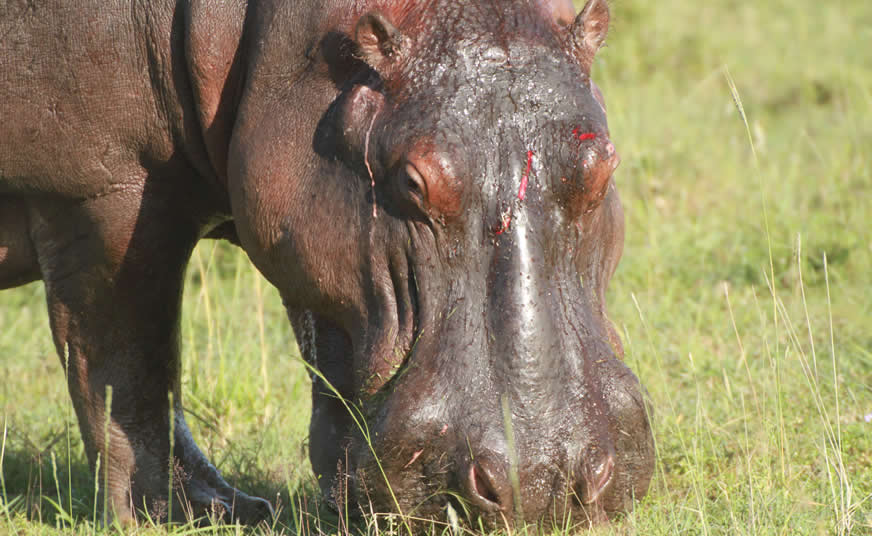 Savannah and Coast Safari