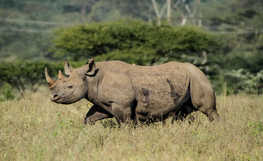 Ultimate Adventure Kenya Safari