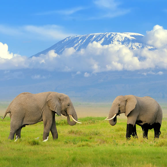 East Africa Combined Safaris