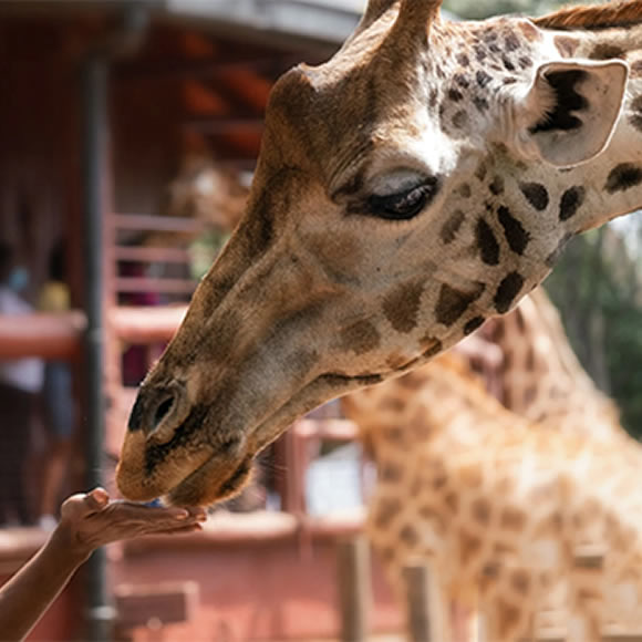 Day Trips and Excursions