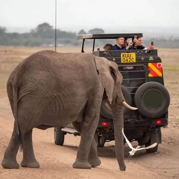 Safari Packages and Holiday Tours