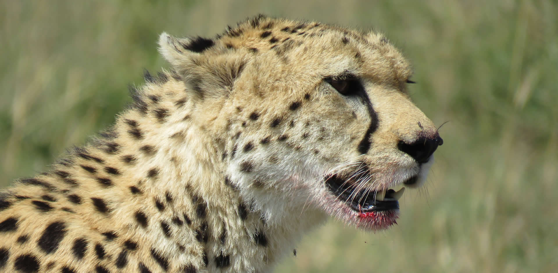 Journey into The <br>Heart of the Wild