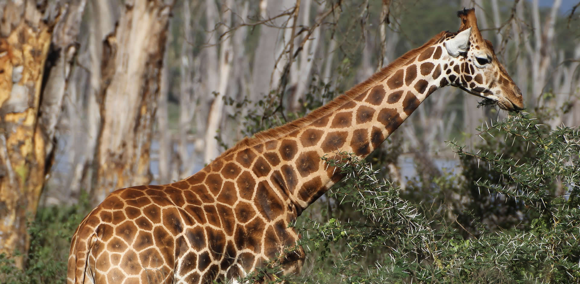 Untamed, Unforgettable<br>Africa Awaits