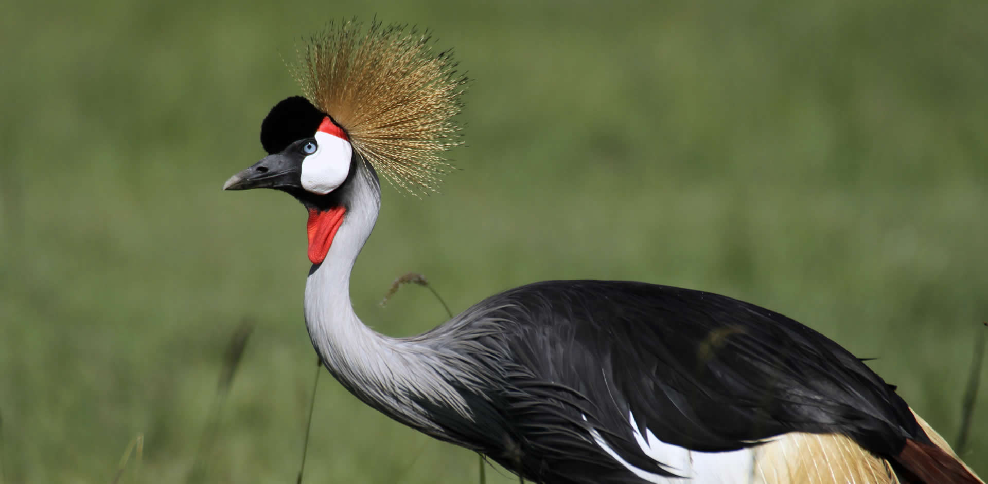 The Safari <br>Begins Here