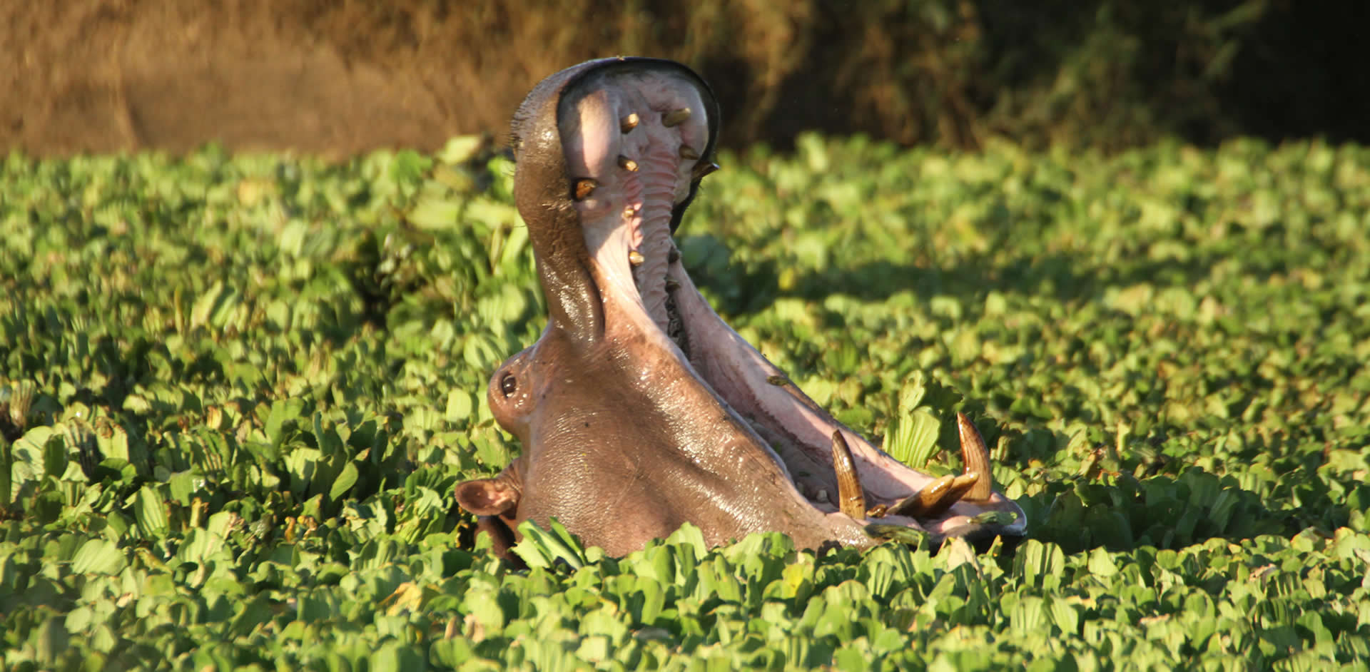 Answer the Call of the Savannah