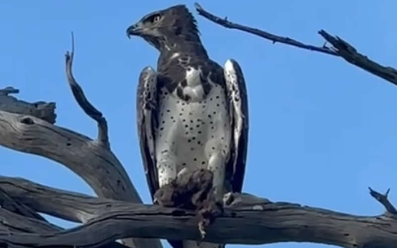 Martial Eagle With Kill