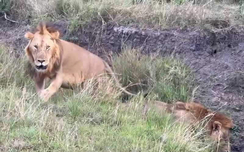 Close-up With Lions drinking
