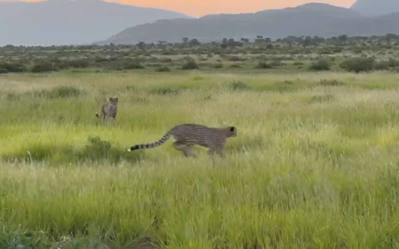 Cheetahs Playful Mock-Attack