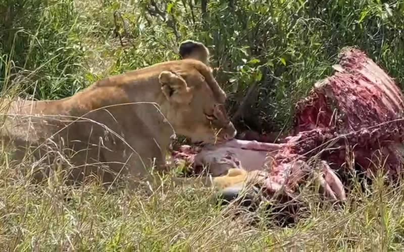 Lioness Feeding on Kill