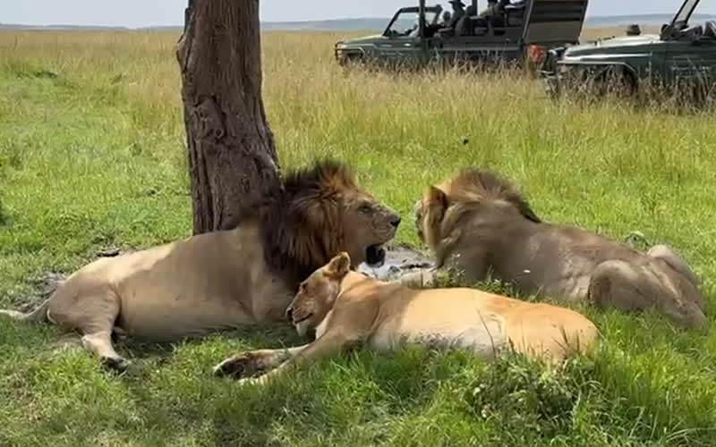 Lions Resting under Tree-Shade