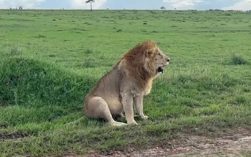 Male Lion on Lookout