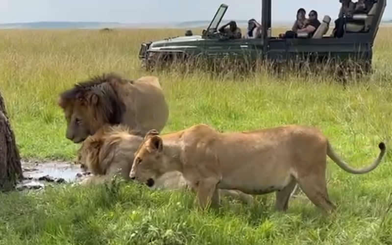 Lions getting comfortable under the shade
