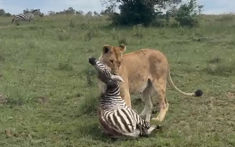 Lioness Catches a Zebra Fawn
