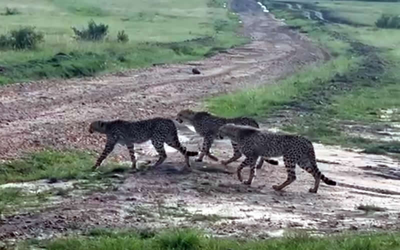 Cheetahs Taking a Stroll